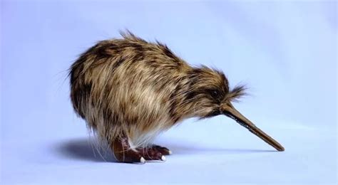 Fun Facts About Flightless Birds The Fact Site