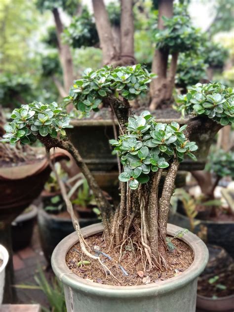 Bonsai Beringin Langkah Pembuatan Perawatan Dan Jenisnya