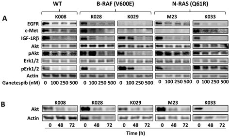 Downregulation Of Multiple Signaling Pathways By Ganetespib In Melanoma