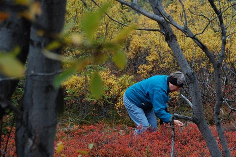 Alaska Wild Berries - WildernessStay