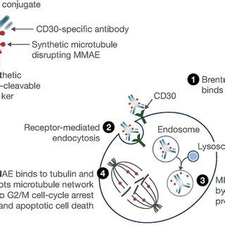 Brentuximab vedotin mechanism of action. Figure reproduced from Suri A ...