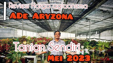 Review Harga Aglaonema Ade Aryzona Mei Youtube