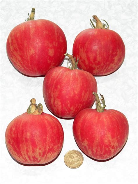 Томат Кабан розовый мохнатый (Pink Furry Boar)