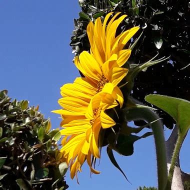 Nice Bush Big Tits Hairy Hairy Porn Feat Wethairynymph Xhamster