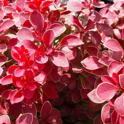 Berberis Thunbergii Ruby Star