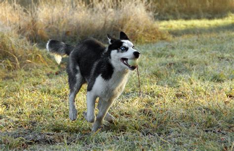 Siberian Husky Dog Pet Free Stock Photo Public Domain Pictures