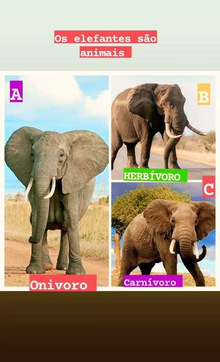 Elefante É Carnivoro Herbivoro E Onivoro