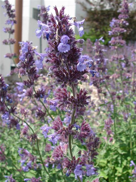 Purple Catnip Flowers 2 by FantasyStock on DeviantArt