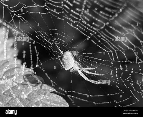 Black and white spider web Stock Photo - Alamy