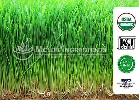Barley Grass - Mclob Ingredients - Leading Natural Finest Ingredients ...