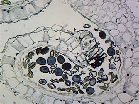 Lilium Anther Showing Mature Pollen Grains Cross Section Walmart