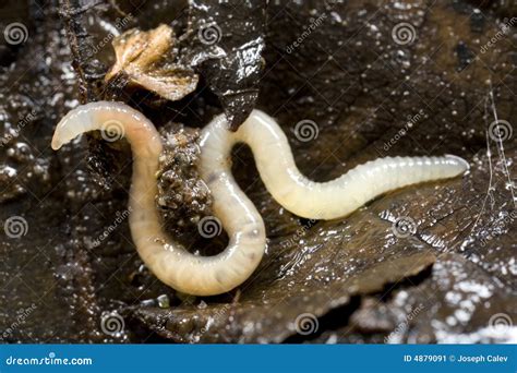 white worm  soil stock image image  terrestrial dirt