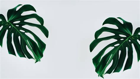 [100+] Minimalist Plant Wallpapers | Wallpapers.com