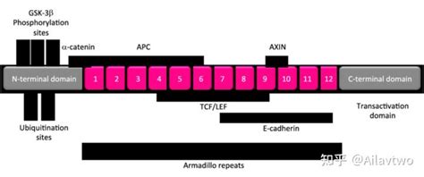 Wnt β catenin signaling 知乎