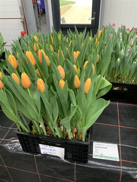 Tulp Dutch Pride - Borst Bloembollen