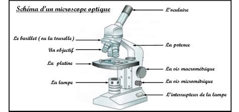 Activit Apprendre Utiliser Un Microscope Optique Svt