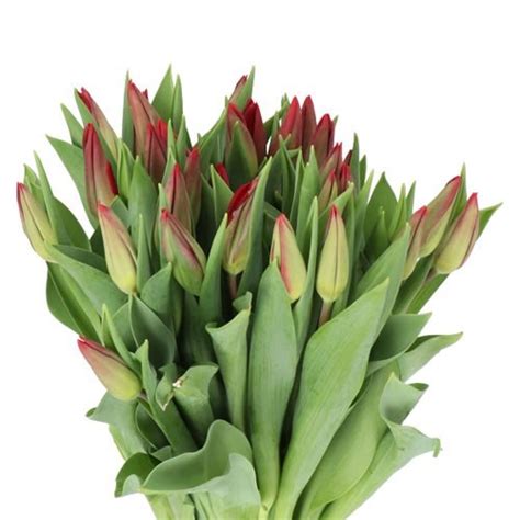 TULIPS STRONG LOVE 37cm 25gm | Wholesale Dutch Flowers & Florist ...