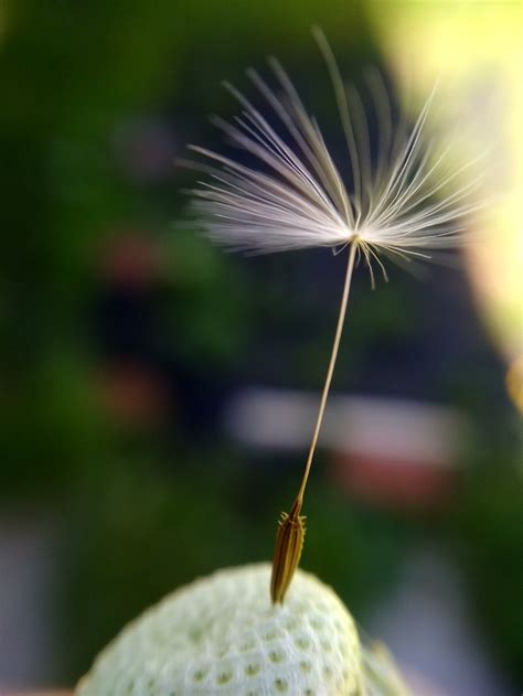 Redmi 4x + macro линза | Пикабу