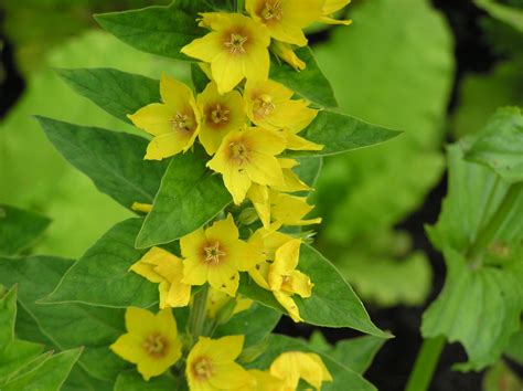 Lysimachia Punctata Merebrook Pond Plants