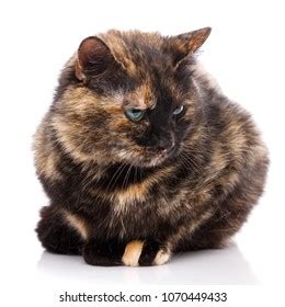 offended cat  white background portrait stock photo edit