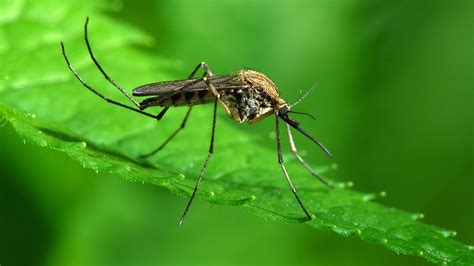 Parasitic Mosquitoes That Feed On Humanoids