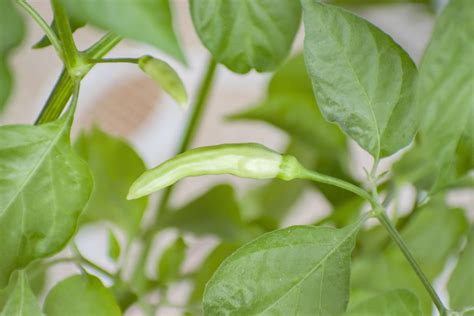 Cayenne Pepper In Bangladesh 10725267 Stock Photo At Vecteezy