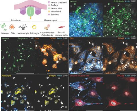 Fig S8 Multipotency Of Neural Crest Cells Derived From Mature Neural