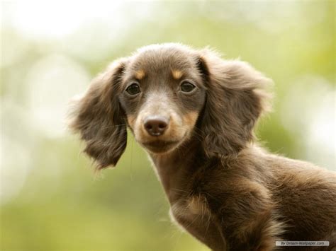 Mini Dachshund Wallpaper Dogs Wallpaper 7014542 Fanpop