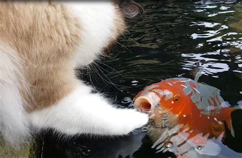 Дружба кота и рыбы