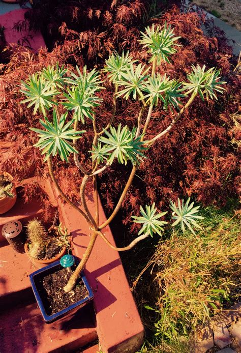 2 00PM Water Cooler 10 4 2016 Naked Capitalism