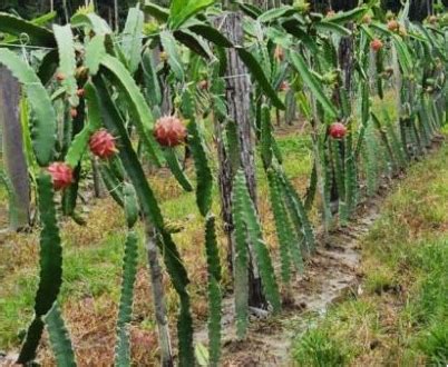 Como Plantar Pitaya Dicas e Sugestões Valiosas