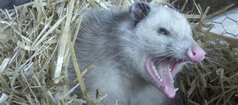 Do Possums Carry Rabies? | ABC Blog