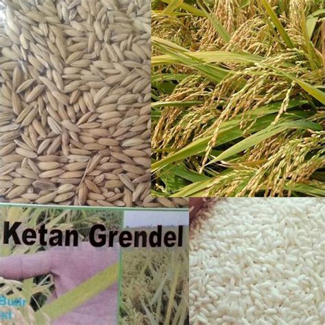 jual biji padi ketan grendel hst kg ketan putih shopee indonesia