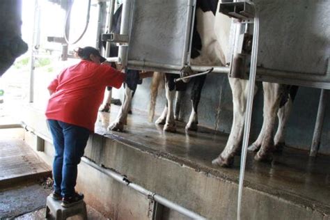 Cow Milking Demonstration Picture Of Naked Cow Dairy Farm Creamery My XXX Hot Girl