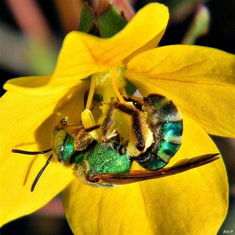 Green Sweat Bees - Learn About Nature