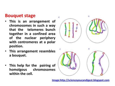 Cell Cycle Mitosis And Meiosis Smg Ppt