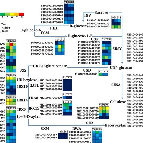 Genes involved in cellulose and xylan biosynthesis in the apical ...