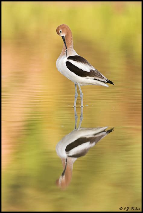 avocet page