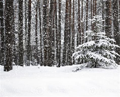 Snowfall in the forest 10024138 Stock Photo at Vecteezy