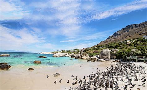 boulders beach cape town sa panorama photograph  scott pellegrin