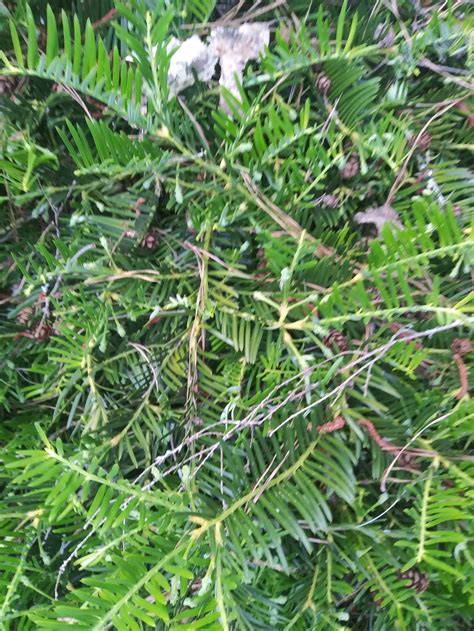 Japanese Plum Yew (3) Cuttings to Root - Etsy