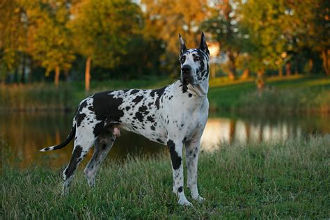 black great dane wallpaper