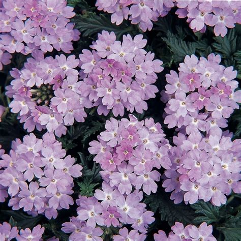 Купить семена Вербена Verbena Silver Anne в Москве: доставка семян по ...