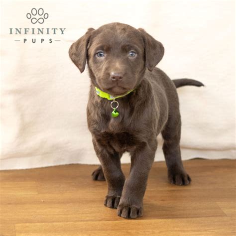 Chocolate Labrador Retriever Puppies For Sale • Infinity Pups