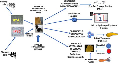 Ipsc Derived Organoids And Their Potential Use In Regenerative Medicine Download Scientific