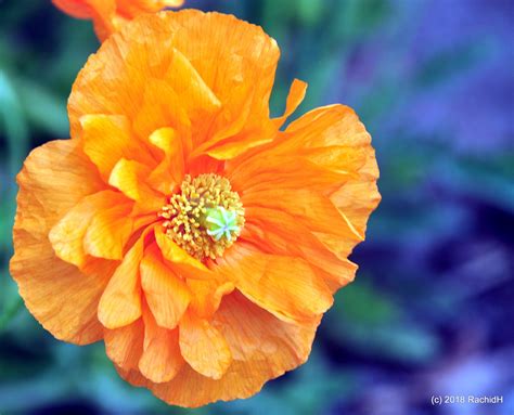 6 types of poppies and their care