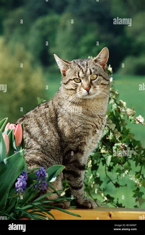 domestic cat  spring stock photo alamy