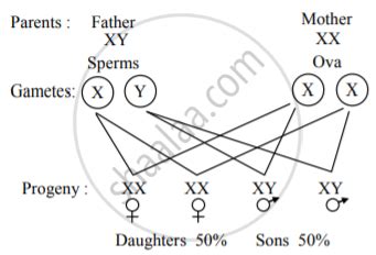 Explain The Mechanism Of Sex Determination In Humans With Suitable