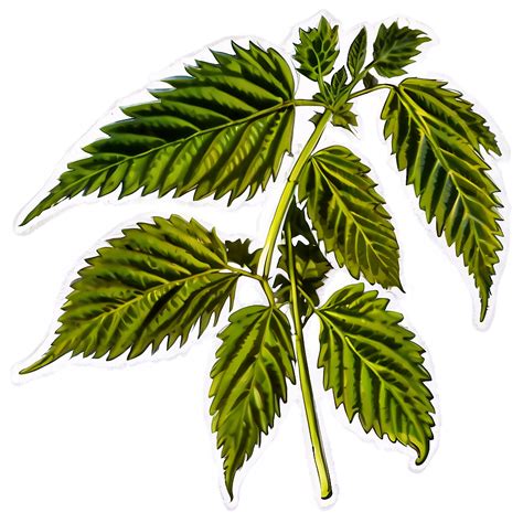 cannabis indica leaf png ykb wallpaperscom