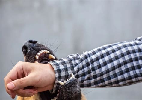 Dog Bite Attorney Near Me - Putnam Lieb Potvin Dailey